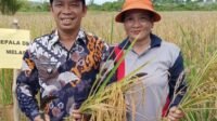 Lama Tenggelam, Padi Raja Uncak Ternyata Masih Ditanam Petani di Desa Melapi Kapuas Hulu