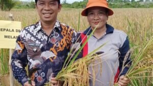 Lama Tenggelam, Padi Raja Uncak Ternyata Masih Ditanam Petani di Desa Melapi Kapuas Hulu