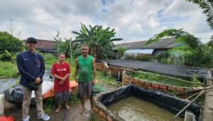 Sempat Jatuh, Usaha Ternak Lele Binaan Bukit Asam (PTBA) Bangkit dan Berkembang