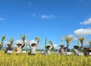 Panen Raya Padi di Desa Sanan, Bupati Tulungagung Minta Kadin Pertanian Tingkatkan Surplus Beras