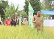 Pagar Alam Panen Raya Padi Serentak Dukung Ketahanan Pangan Nasional