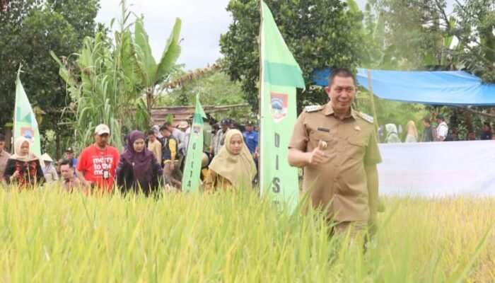Pagar Alam Panen Raya Padi Serentak Dukung Ketahanan Pangan Nasional