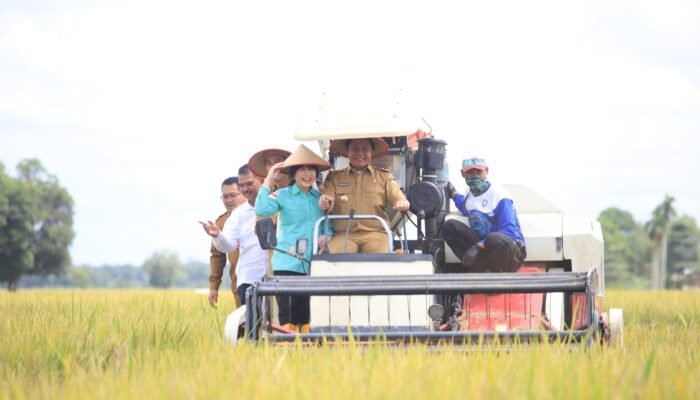 Usai Lebaran, Herman Deru Ikut Panen Raya Serentak Bersama Presiden Prabowo di Kabupaten OKI