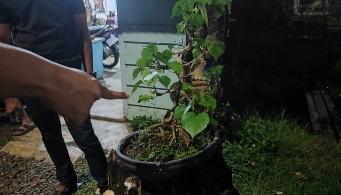 Pelaku Pencuri Tanaman Bonsai di Pekalongan Diamankan Polisi