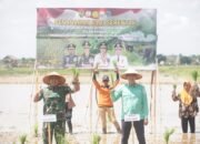 Bupati Fadhil Hadiri Tanam Padi Serentak Se Provinsi Jambi di Desa Senaning