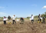 Ikut Gerakan Tanam Padi Serentak, Dandim Dan Wakil Bupati Mempawah Motivasi Warga Purun Kecil