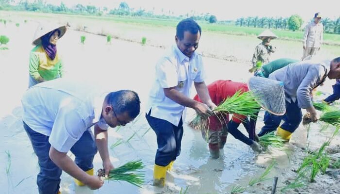 Percepatan Swasembada Pangan Nasional, Ismail Ikut Andil Tanam Padi Serentak