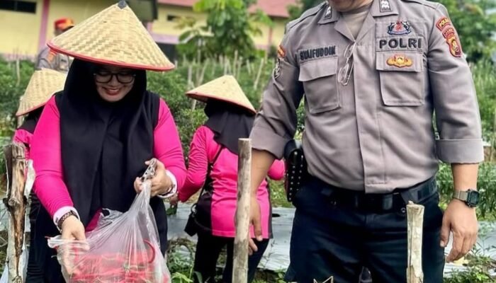 SPN Polda Jambi Panen Cabe, Dorong Kemandirian Pangan Lewat Pekarangan