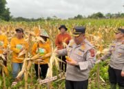 Kapolres Kapuas Hulu Panen Jagung Bersama Kelompok Tani Ligas Jaya Desa Nanga Awin