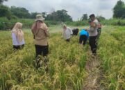 Pertamina Perkuat Adaptasi Iklim melalui Sistem Pangan Terintegrasi di Kelurahan Kasang, Jambi