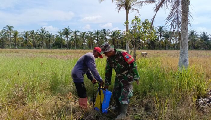 Babinsa Bantu Semprot Rumput Warga di Lokasi TMMD Reguler ke-124