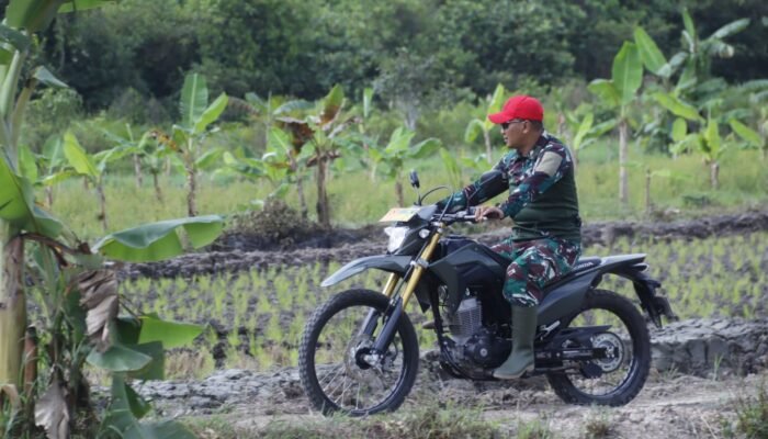 Dansatgas TMMD Jelajahi Demplot Ketahanan Pangan
