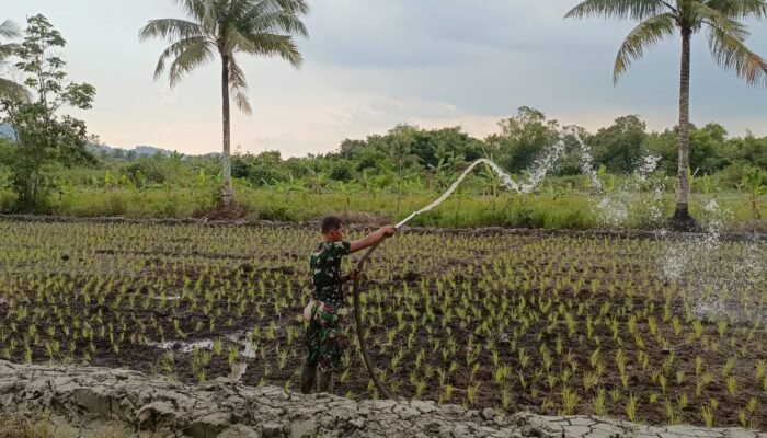 Personel Satgas TMMD Reguler ke-124 Bantu Warga Siram Tanaman Padi