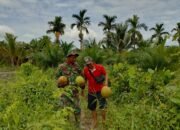 Kelapa Muda Jadi Saksi Hangatnya TMMD di Sungai Purun Kecil