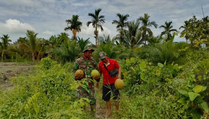 Kelapa Muda Jadi Saksi Hangatnya TMMD di Sungai Purun Kecil