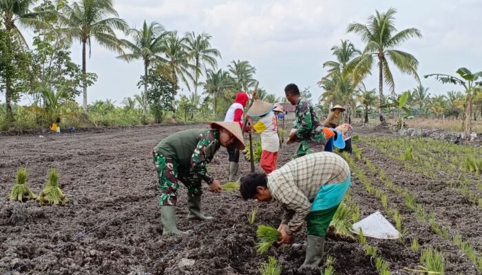 Dansatgas Bantu Warga Tanam Padi di Lokasi TMMD Reguler ke-124 Mempawah