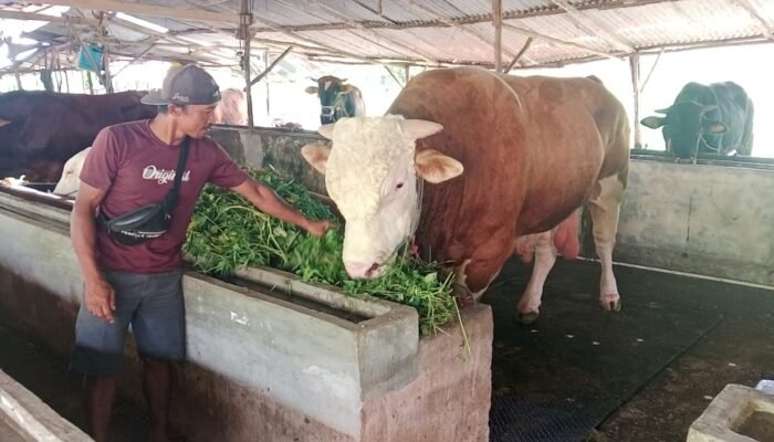 ‘Blembo’ Sapi Berbobot 1,1 Ton Milik Presiden Prabowo Untuk Warga Palembang