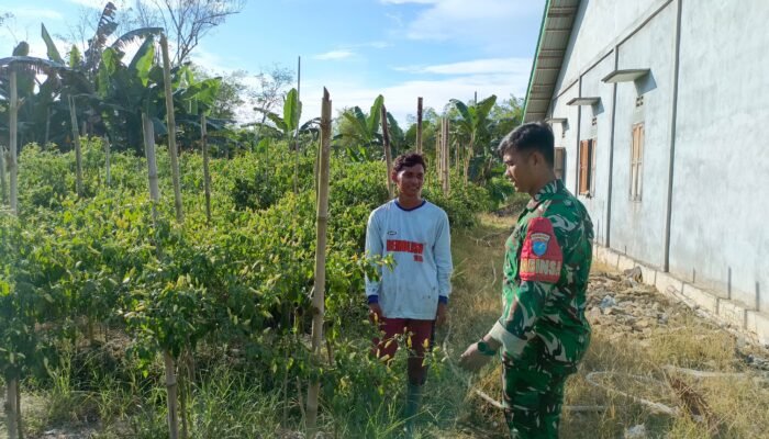 Babinsa Bantu Warga Purun Kecil Panen Cabai dan Gali Ilmu di Lokasi TMMD Reguler ke – 124 Mempawah