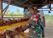 Budidaya Ayam Petelur di TMMD Reguler ke – 124 Tingkatkan Kesejahteraan Masyarakat