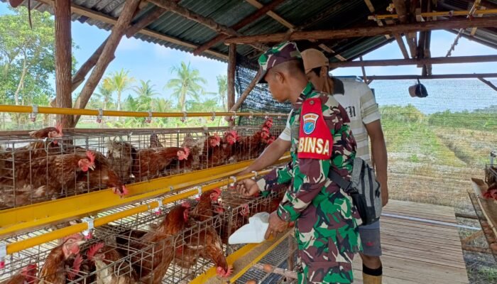 Budidaya Ayam Petelur di TMMD Reguler ke – 124 Tingkatkan Kesejahteraan Masyarakat
