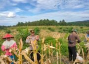Jagung di Lahan Monokultur Silat Hilir Panen