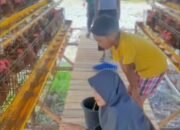 Kisah Seru Panen Telur Ayam Ketua Persit KCK dan Keluarga