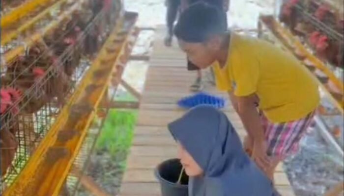 Kisah Seru Panen Telur Ayam Ketua Persit KCK dan Keluarga