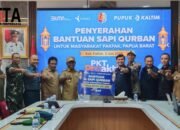 Pupuk Kaltim Bantu Puluhan Sapi Kurban Untuk Masyarakat Fakfak