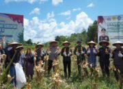 Dukung Swasembada Pangan Nasional, Polres Kapuas Hulu Panen Jagung Kuartal II 2025
