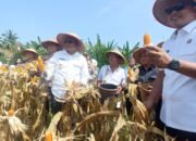 Wali Kota dan Ketua DPRD Prabumulih Hadiri Panen Jagung bersama Polres Prabumulih