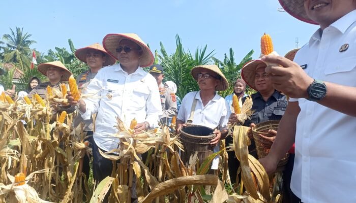 Wali Kota dan Ketua DPRD Prabumulih Hadiri Panen Jagung bersama Polres Prabumulih