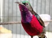 Kolibri Ninja Tak Lagi Termasuk Daftar Burung yang Dilindungi