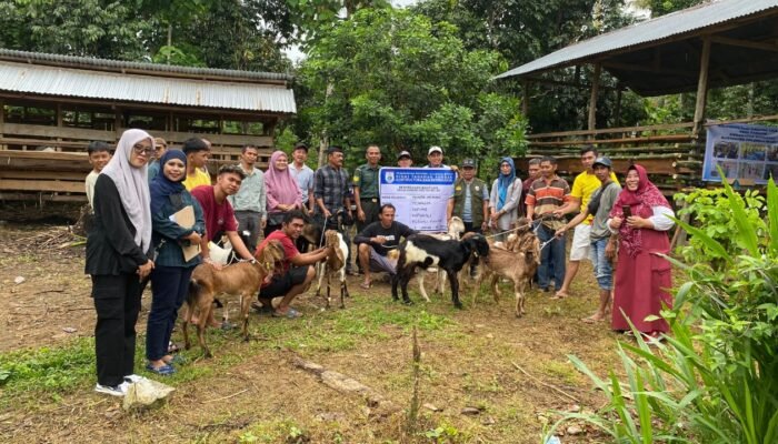 Pemprov Sulbar Dukung Pengembangan Peternakan dengan Distribusi 1.870 Ekor Kambing