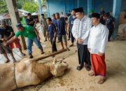 Warga Muba Sembelih Sapi Presiden Prabowo, Beratnya 802,5 Kg