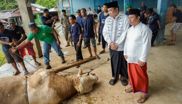 Warga Muba Sembelih Sapi Presiden Prabowo, Beratnya 802,5 Kg