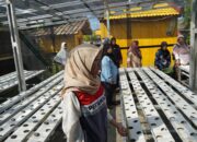 Dukung Ketahanan Pangan dan Lingkungan, Pertamina Gelar Pelatihan Hidroponik dan Budidaya Lele di Kelurahan Lontong Pancur