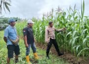 Polsek Bomberay Aktif Dukung Program Ketahanan Pangan