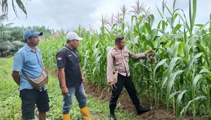 Polsek Bomberay Aktif Dukung Program Ketahanan Pangan