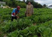 Mengenal Inovasi Dinas Pertanian “Tegulah Petani” Intensifikasi Penggunaan Lahan Melalui Penerapan Teknologi Fertigasi