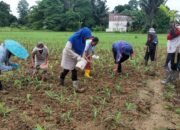 Dukung Ketahanan Pangan Nasional, Demplot Jagung Polsek Embaloh Hulu Mulai Dipupuk