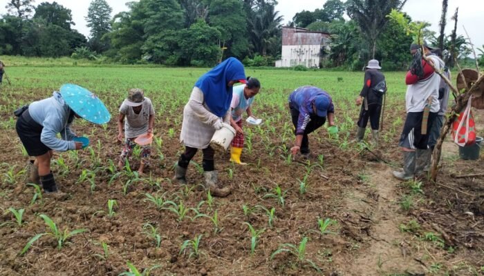 Dukung Ketahanan Pangan Nasional, Demplot Jagung Polsek Embaloh Hulu Mulai Dipupuk