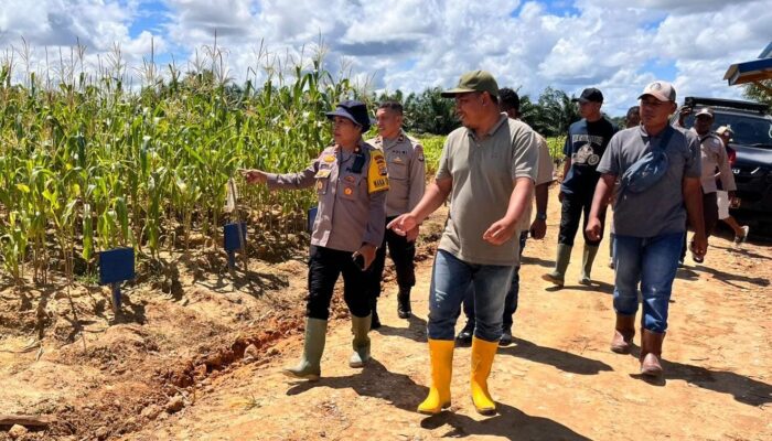 Wakapolres Fakfak Tinjau Lahan Pertanian Jagung di Distrik Bomberay