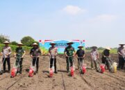 Forkopimda Sidoarjo Turun Kesawah, Tanam Jagung Serentak di Lahan Ponpes Bumi Sholawat