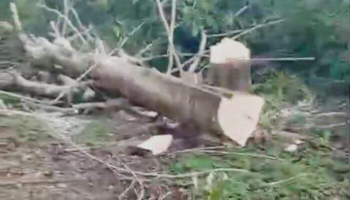 Warga Desa Sumber Makmur Lapor Dugaan Perusakan dan Penebangan Pohon ke Polres Aceh Tamiang