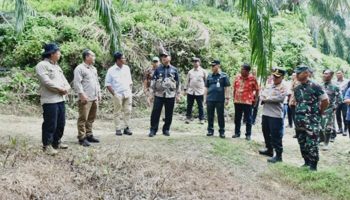Kawasan Hutan Konservasi TNGL Beralih Fungsi Jadi Kebun Sawit, Armia Pahmi : Tindak Tegas Perambah Hutan