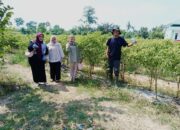 Wujudkan Komitmen Ketahanan Pangan Nasional, Pertamina EP Rantau Field Sulap Lahan Tidur Jadi Kebun Cabai