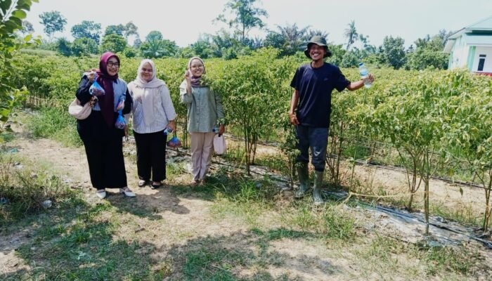 Wujudkan Komitmen Ketahanan Pangan Nasional, Pertamina EP Rantau Field Sulap Lahan Tidur Jadi Kebun Cabai