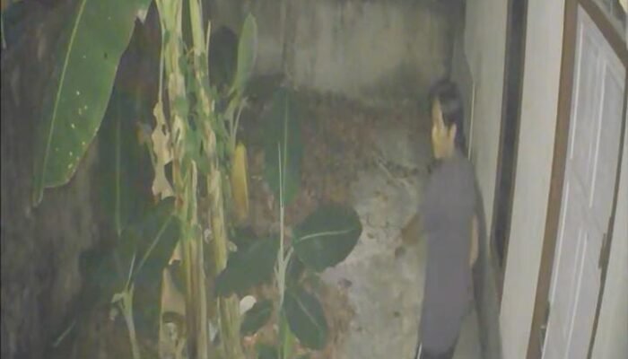 Terekam CCTV, Bandit Bobol Rumah di Kalidoni