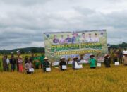 Bupati Batang Hari Hadiri Panen Raya dan Serahkan Benih untuk Percepatan Tanam Kedua