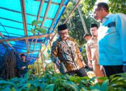 Gubernur Suhardi Duka Cek Langsung Bantuan Kambing, Bibit Kakao, dan Pupuk di Polman